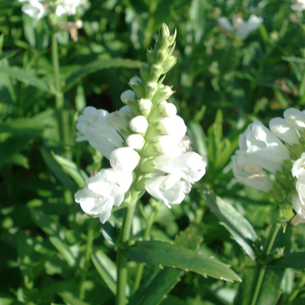 Physostegia virginiana Miss Manners - Gelenkblume