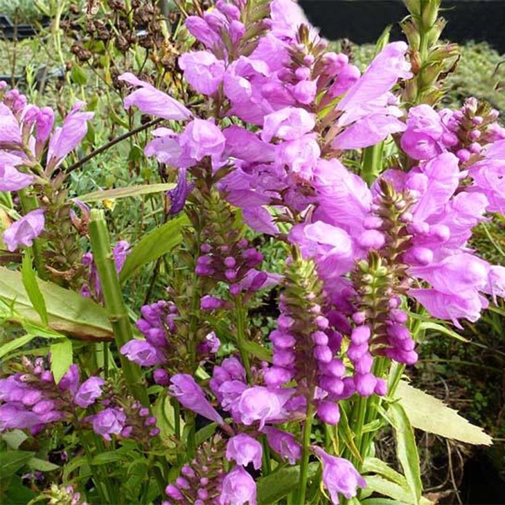 Physostegia virginiana Red Beauty - Gelenkblume