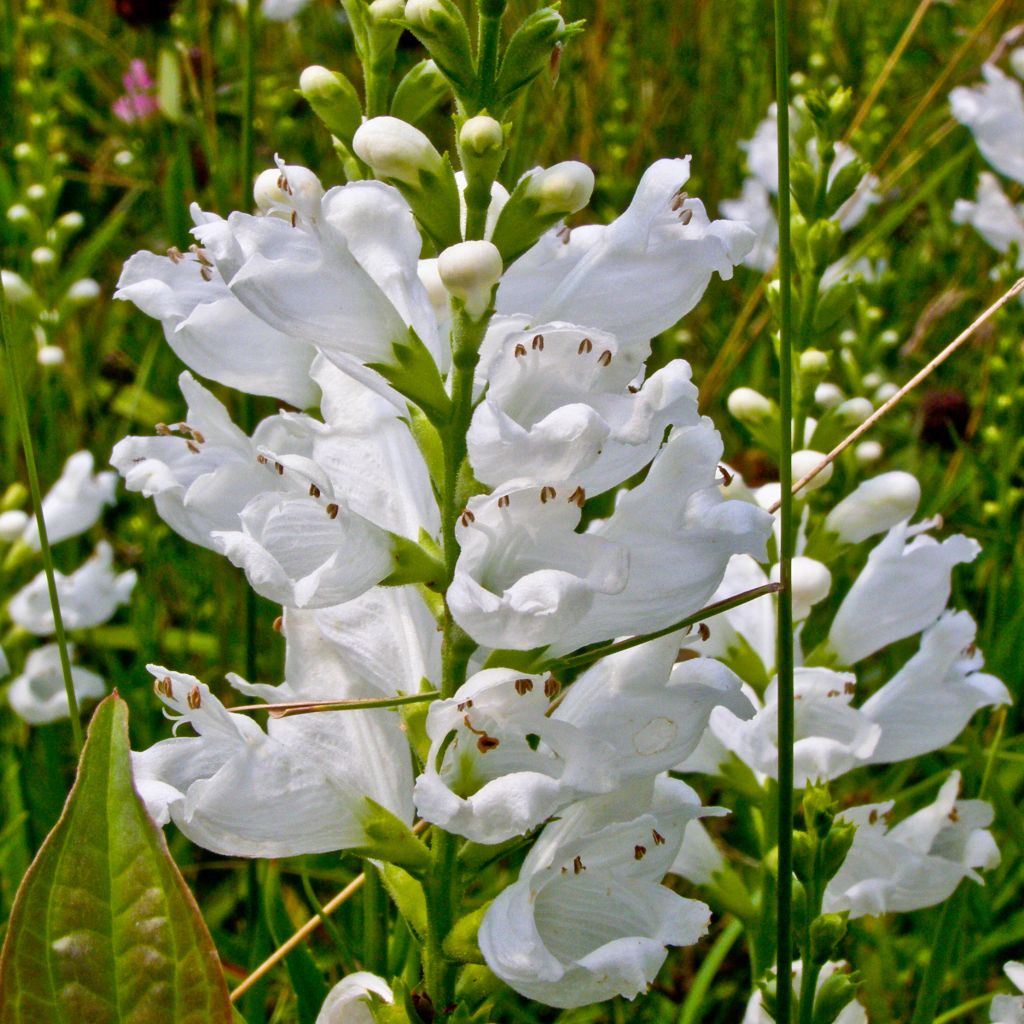 Physostegia virginiana Summer Snow - Gelenkblume