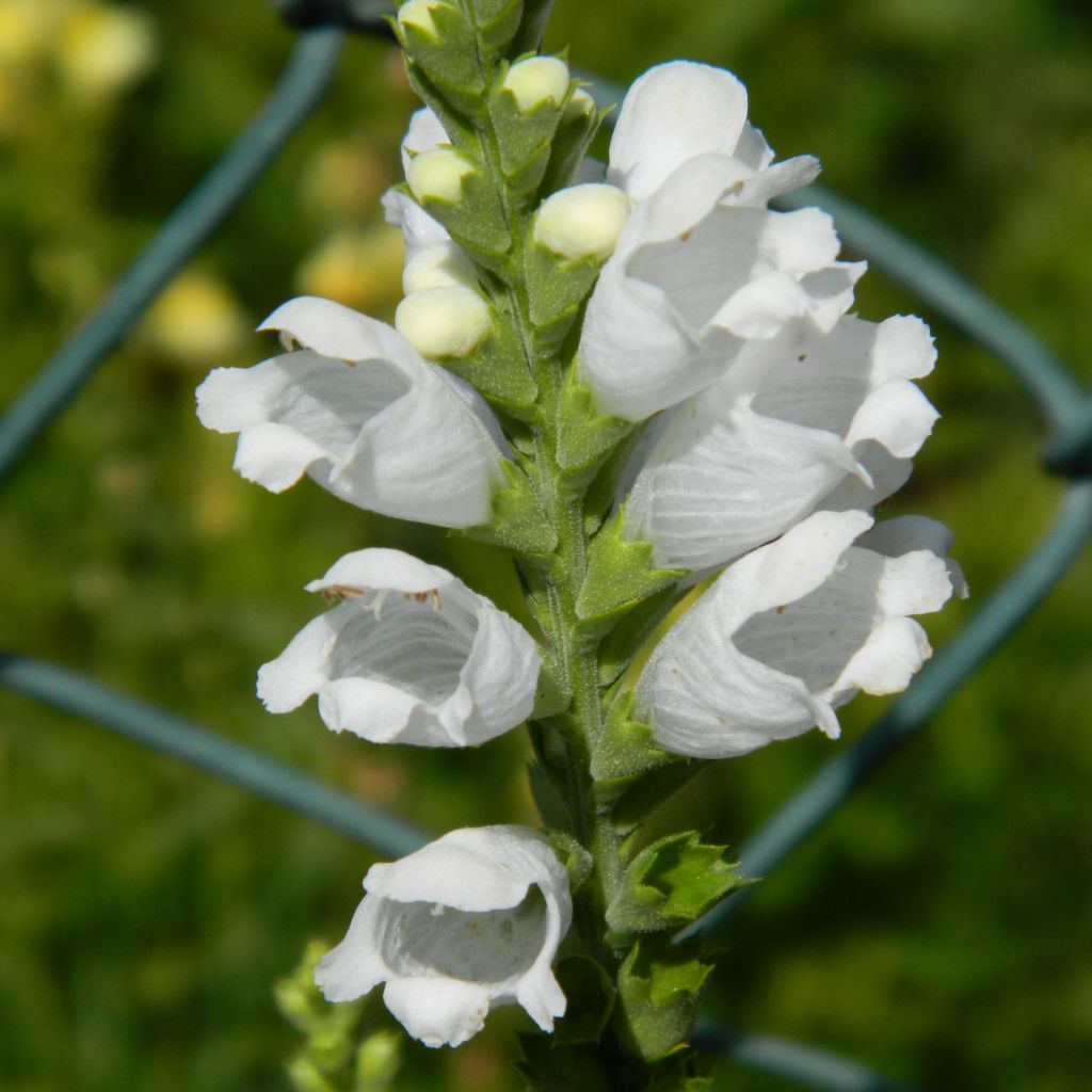 Physostegia virginiana Summer Snow - Gelenkblume