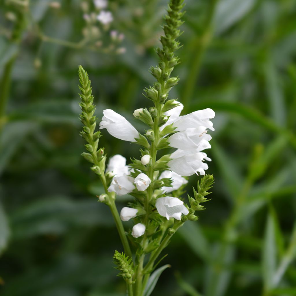 Physostegia virginiana Summer Snow - Gelenkblume