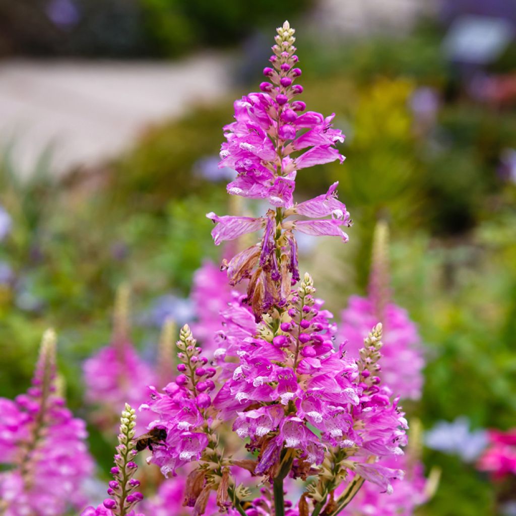 Physostegia virginiana Variegata - Gelenkblume