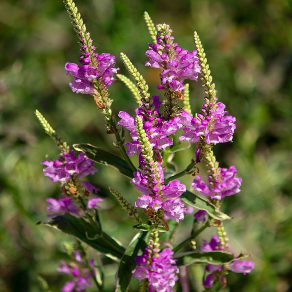 Physostegia virginiana Variegata - Gelenkblume