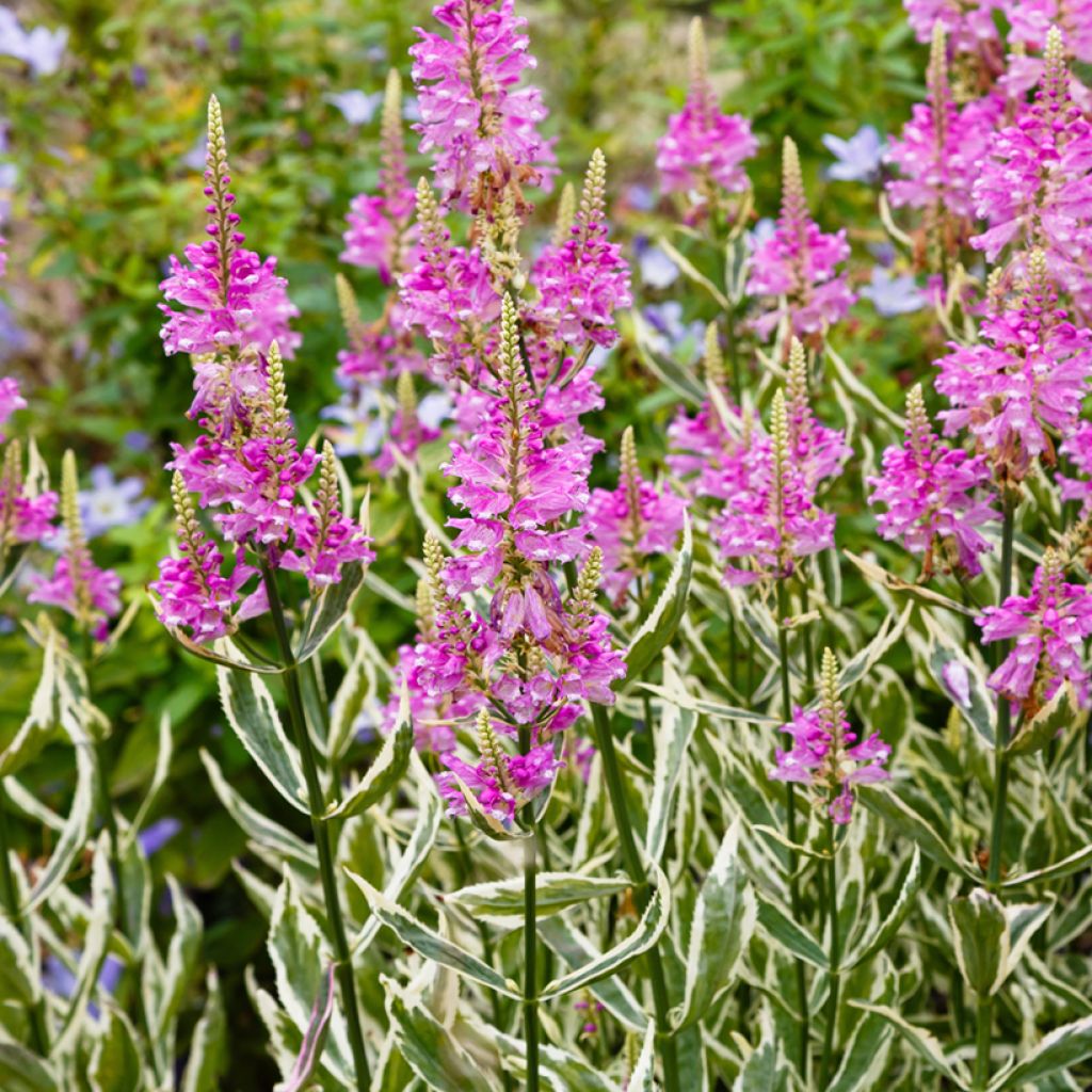 Physostegia virginiana Variegata - Gelenkblume