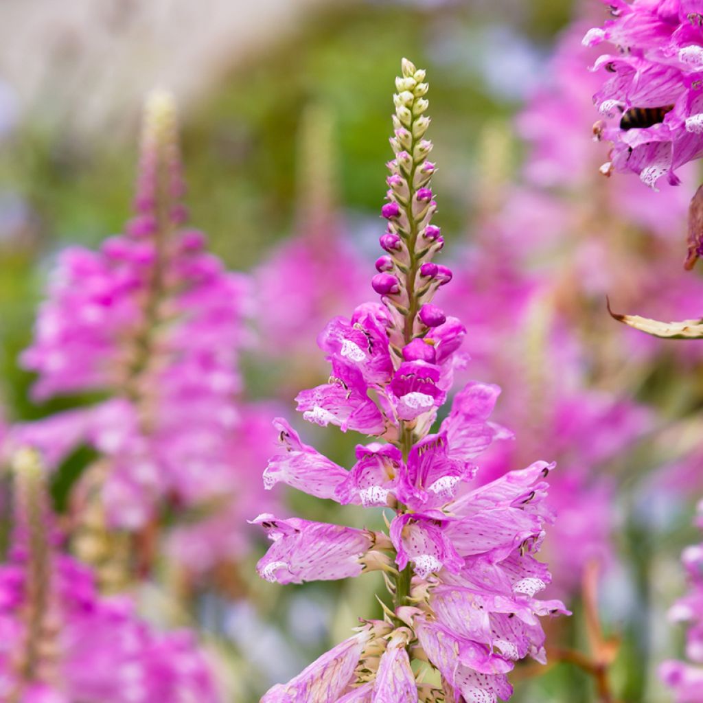 Physostegia virginiana Variegata - Gelenkblume