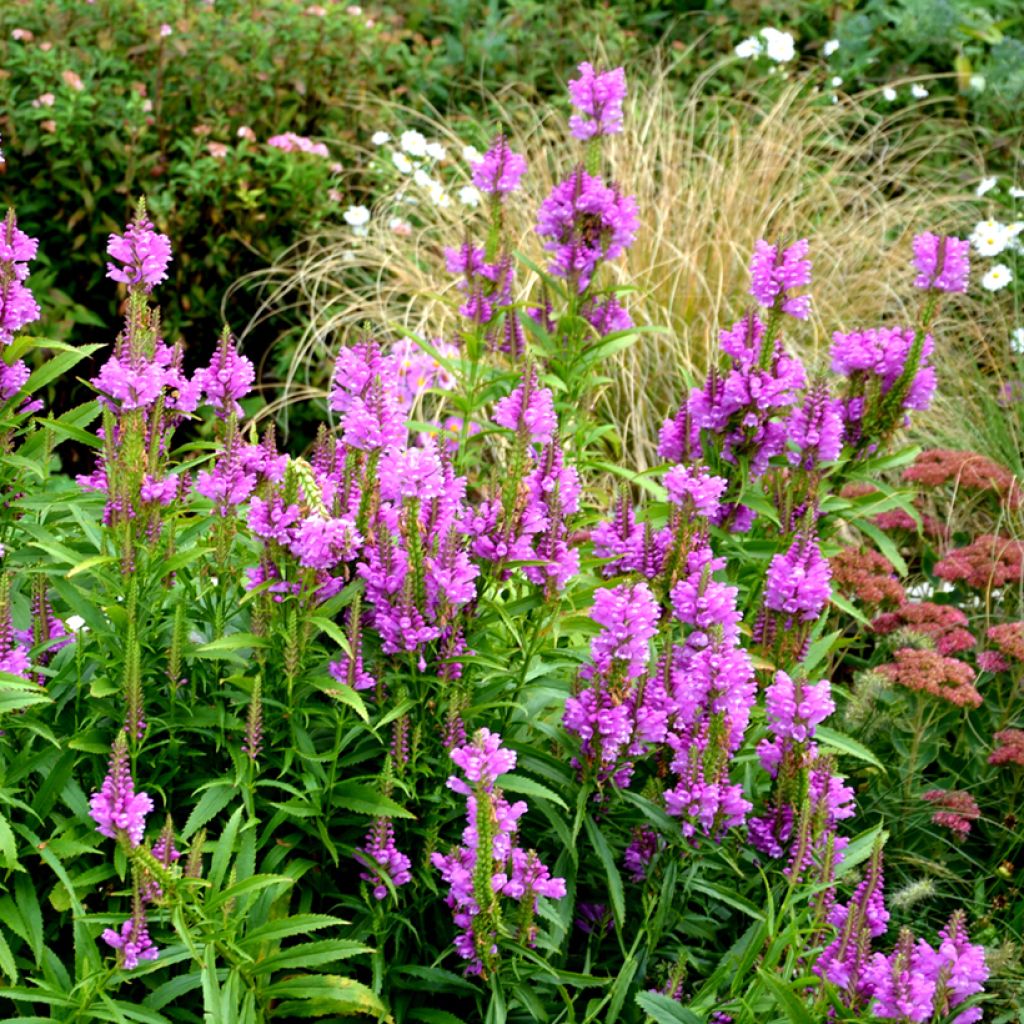 Physostegia virginiana Vivid - Gelenkblume