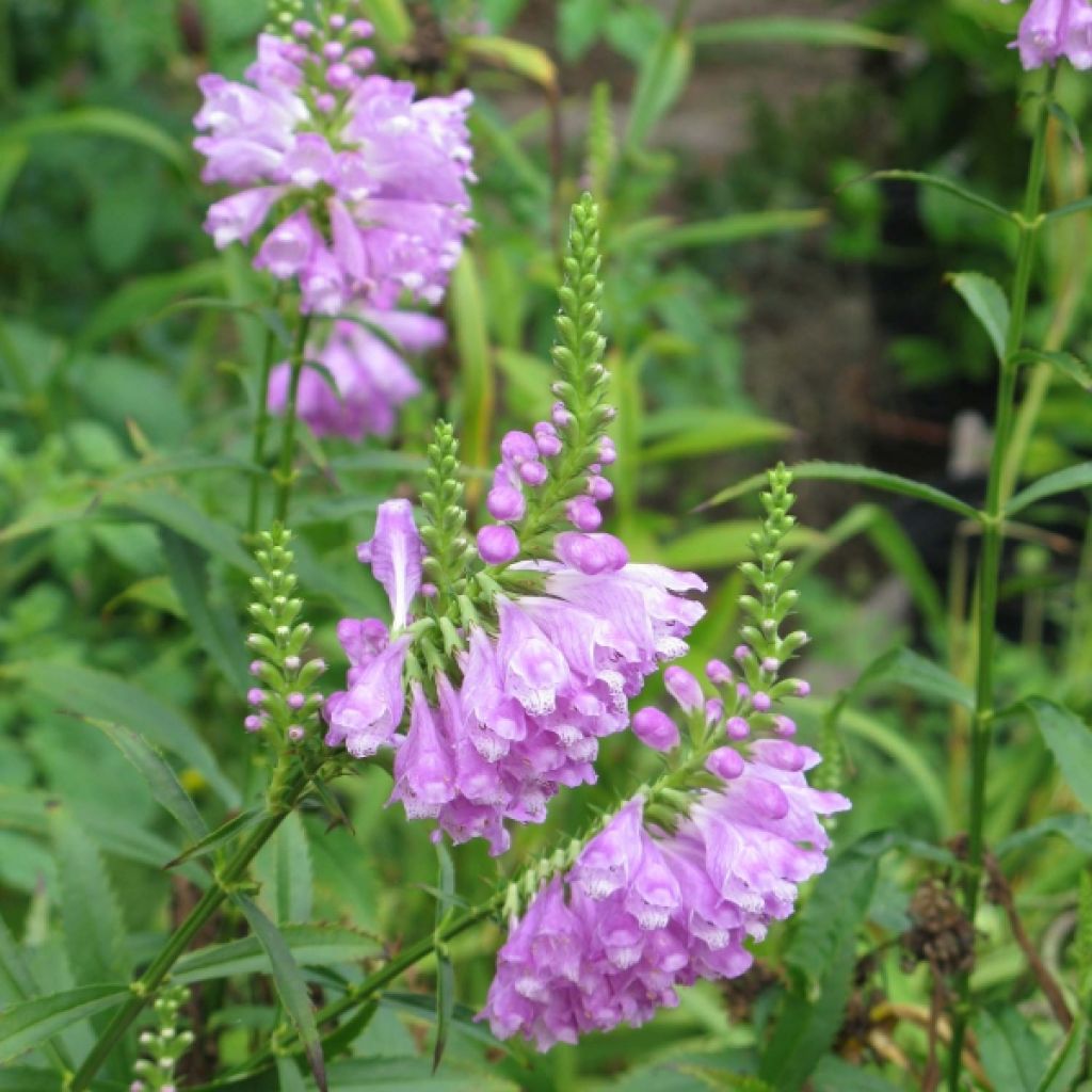 Physostegia virginiana Vivid - Gelenkblume