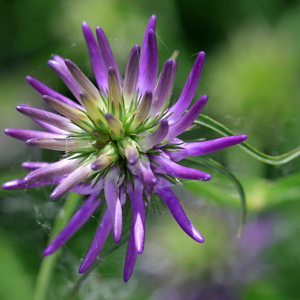 Phyteuma scheuchzeri - Teufelskralle