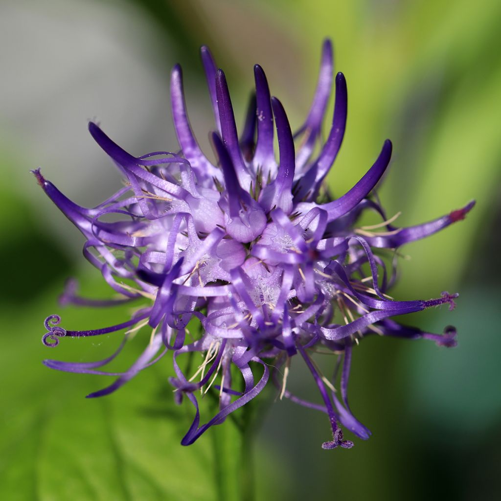 Phyteuma scheuchzeri - Teufelskralle