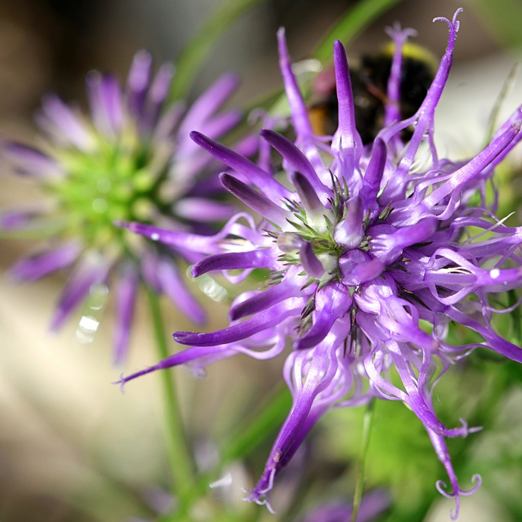 Phyteuma scheuchzeri - Teufelskralle