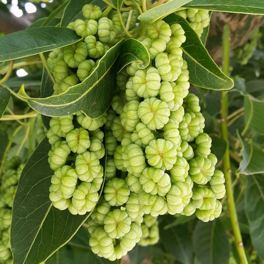 Phytolacca dioica - Zweihäusige Kermesbeere