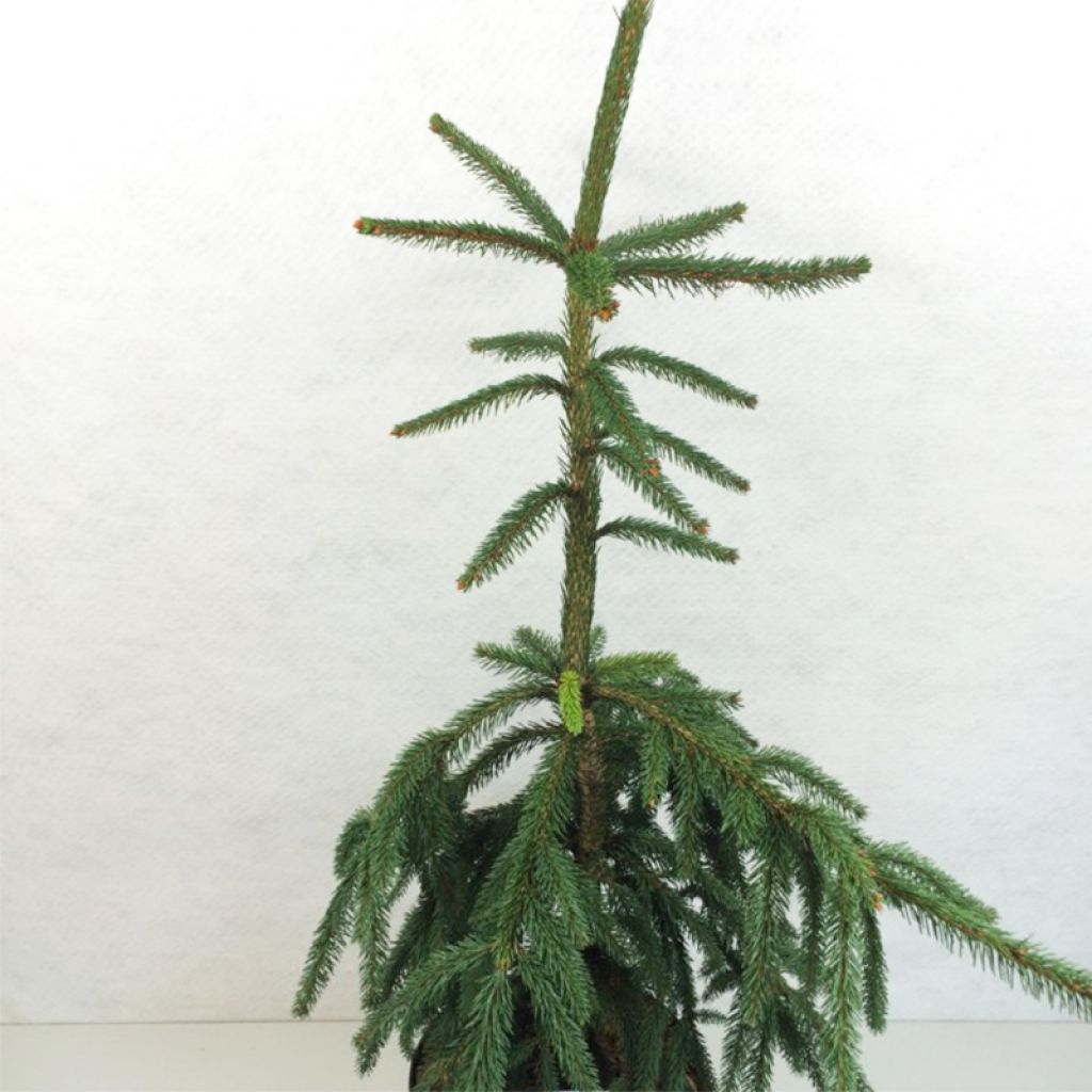 Picea abies Aarburg