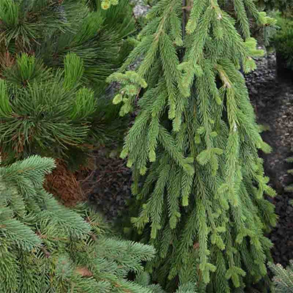 Picea abies Frohburg