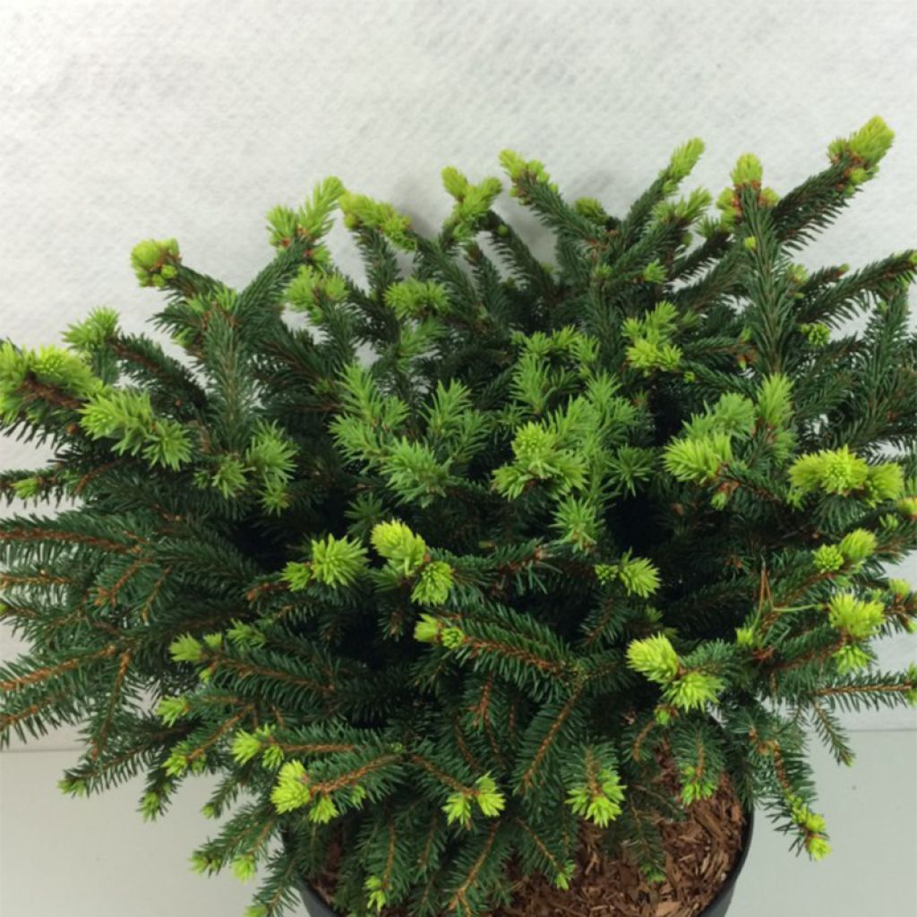 Picea abies Hana Subutus