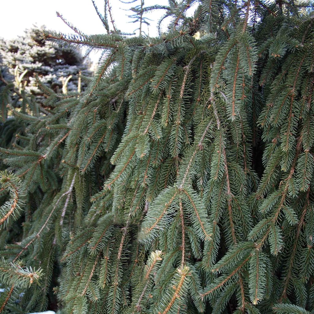 Picea abies Inversa