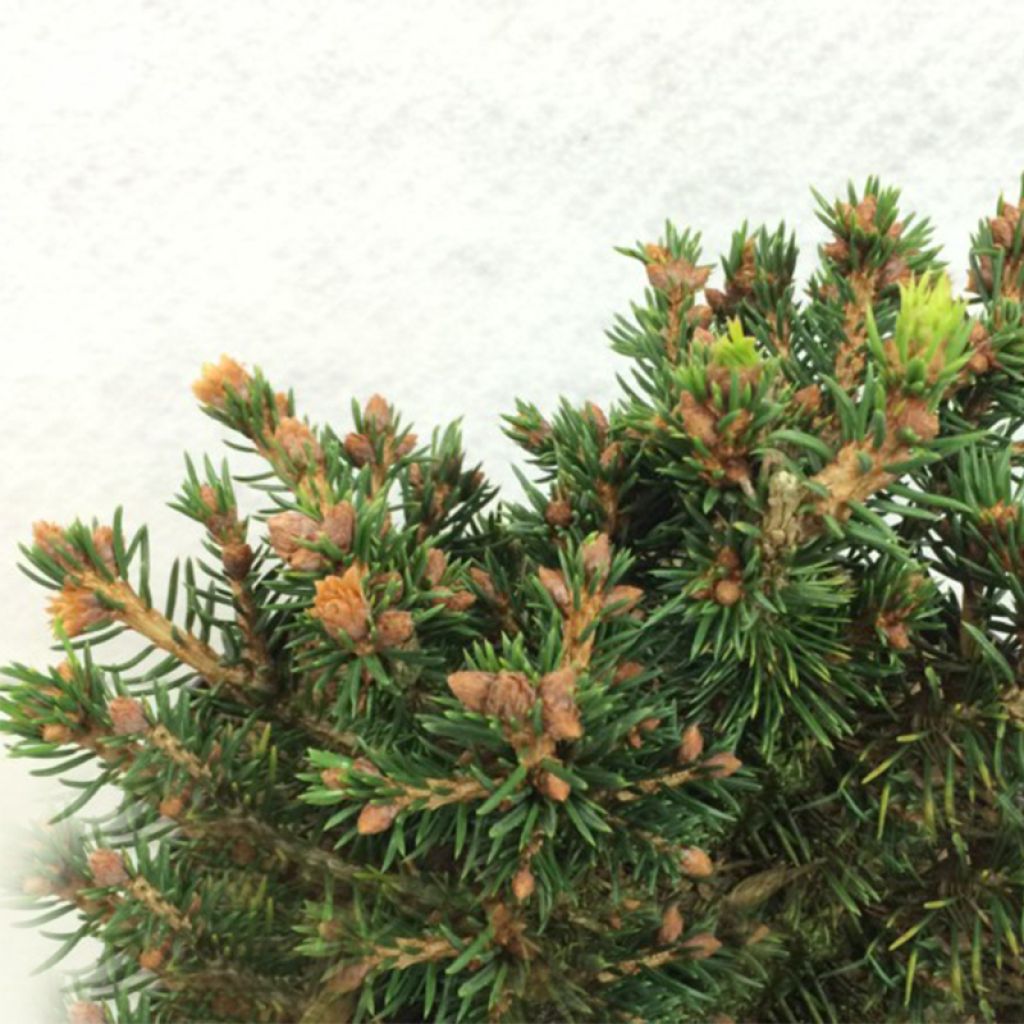 Picea abies Petra