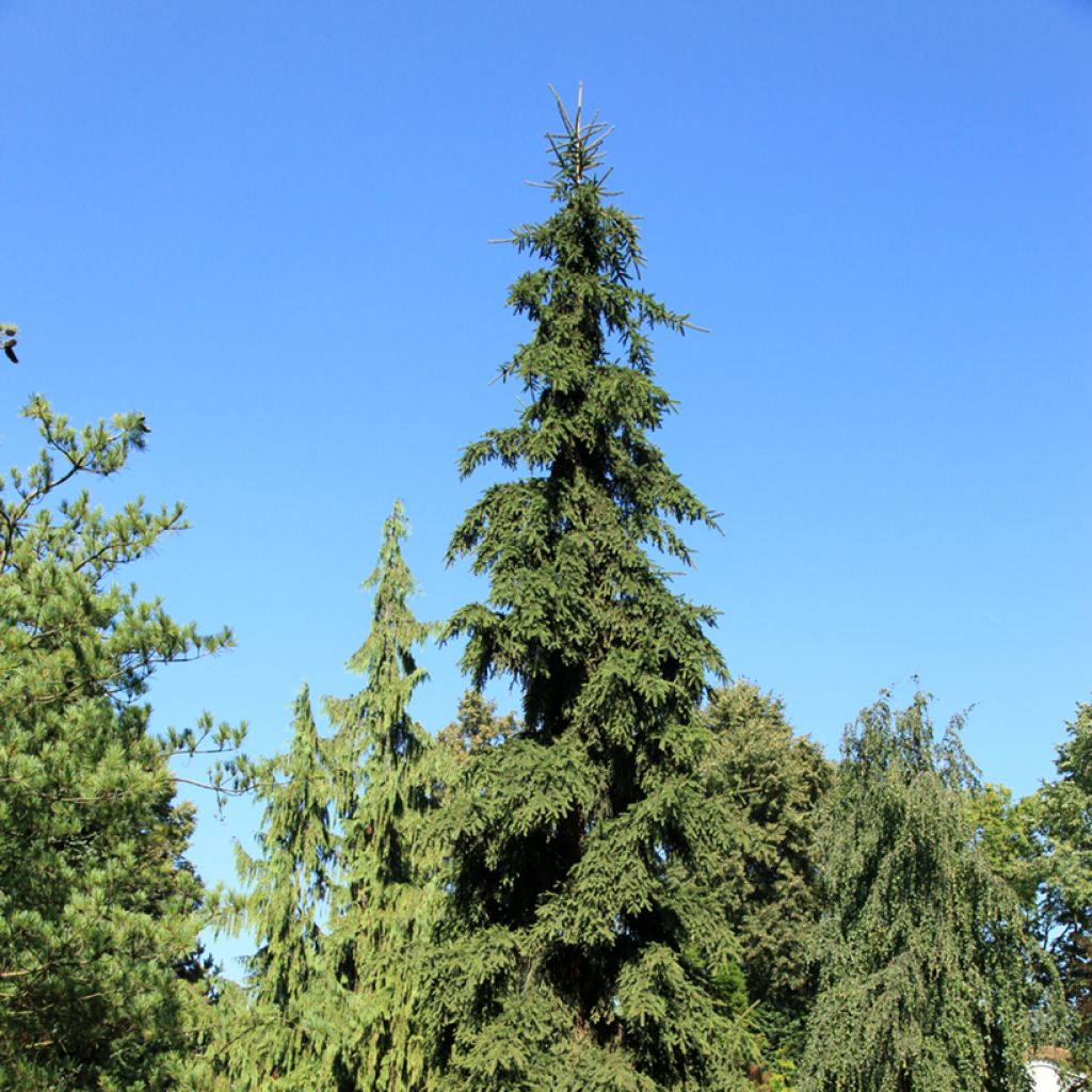 Picea abies Rothenhaus