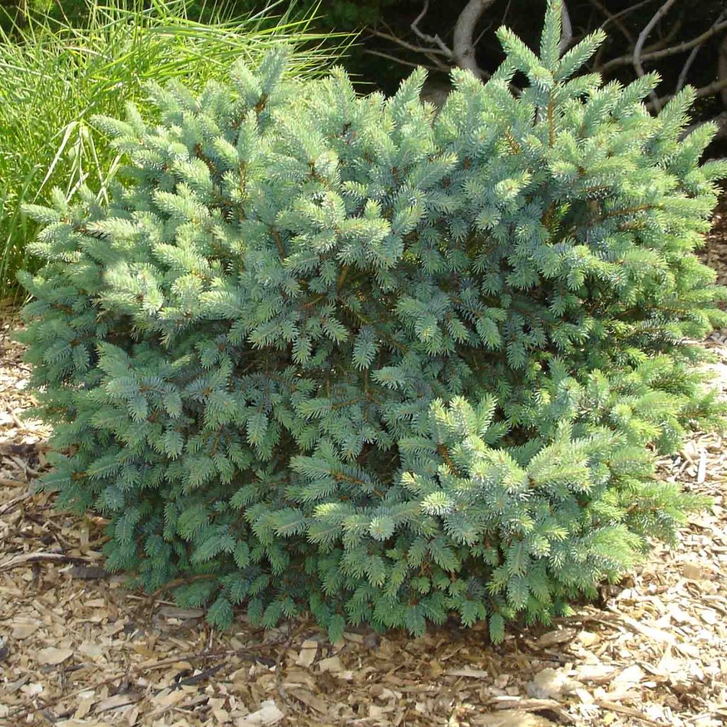 Picea glauca Cecilia