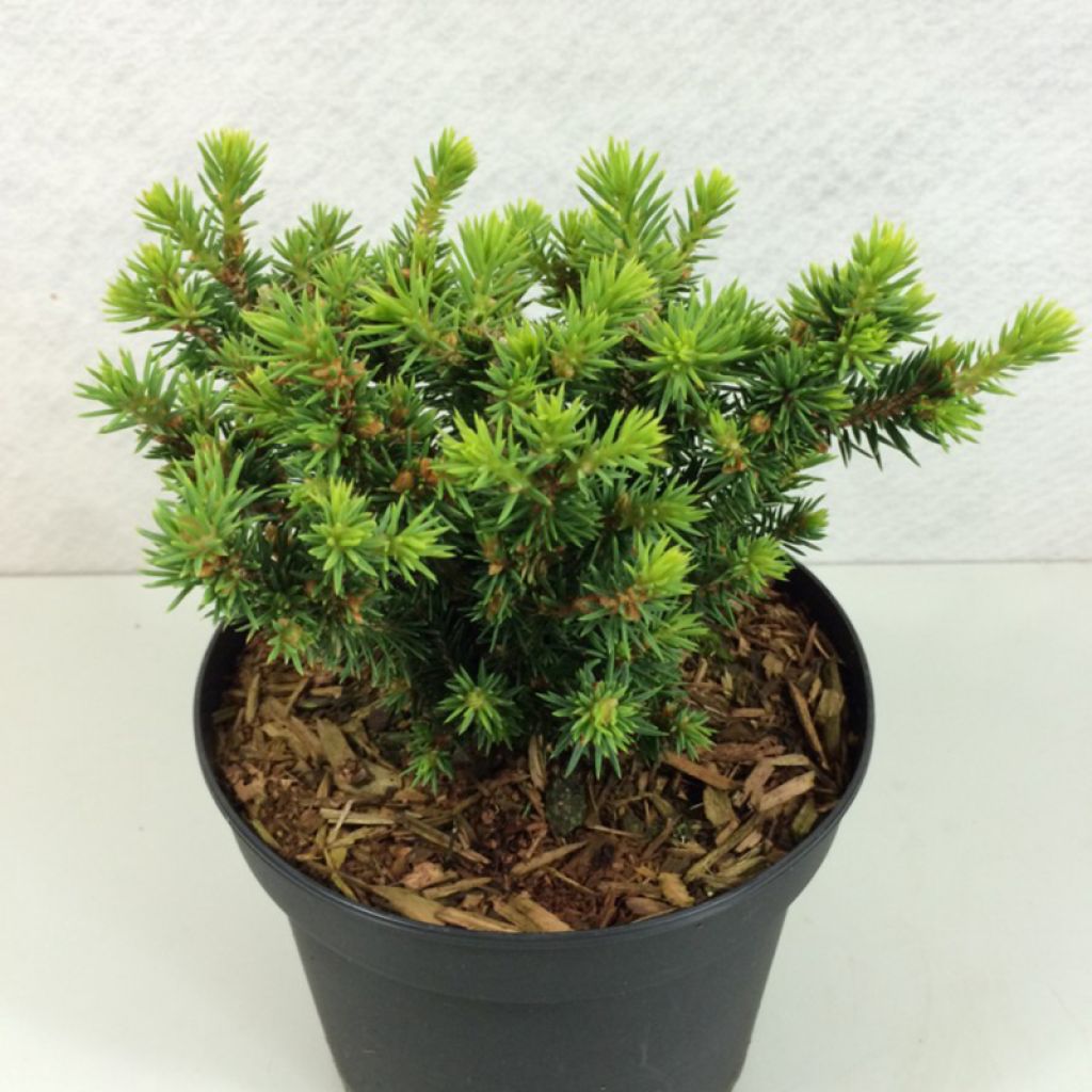 Picea glauca Cy's Wonder