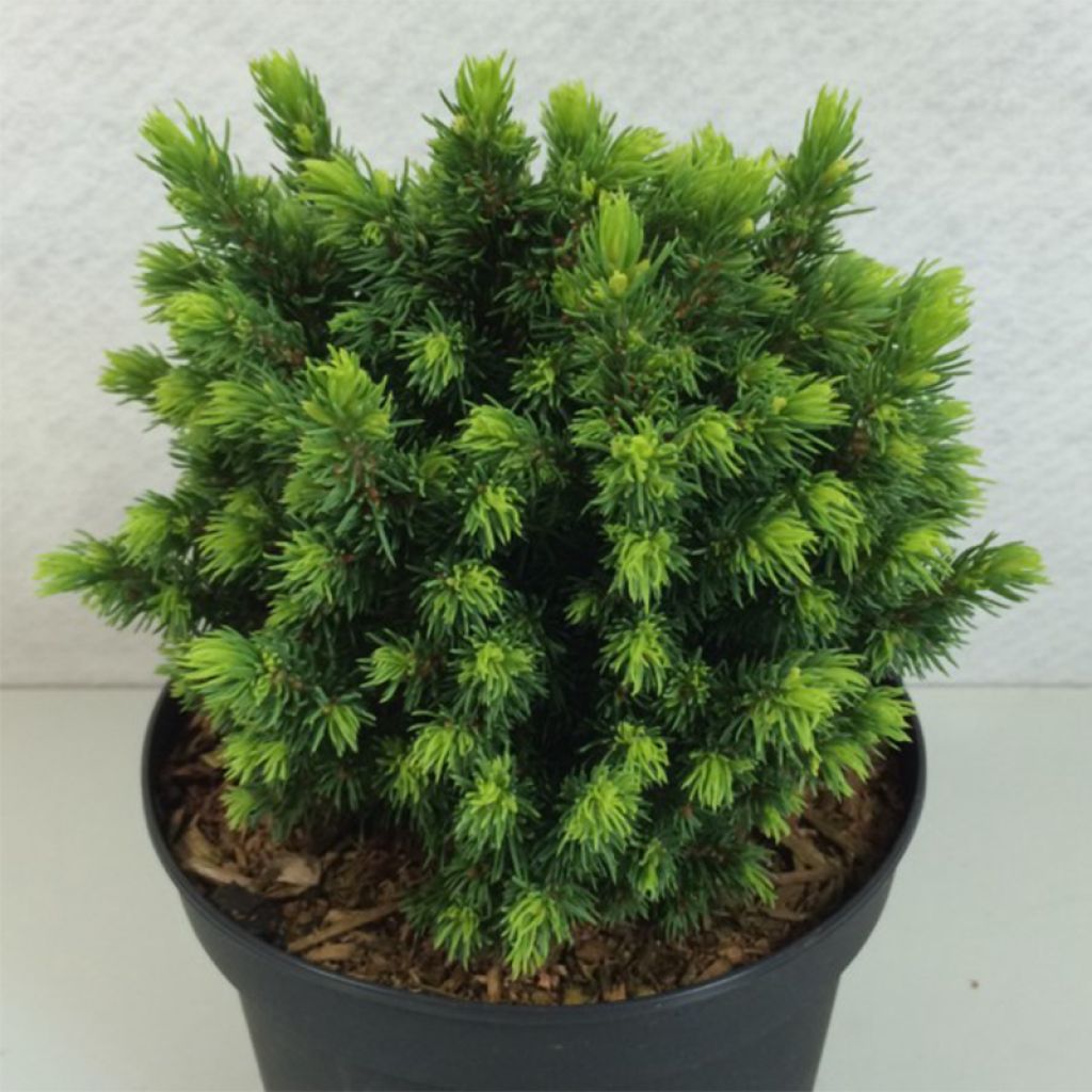 Picea glauca Dendrofarma Gold