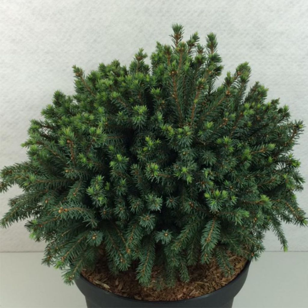 Picea glauca Echiniformis Echt