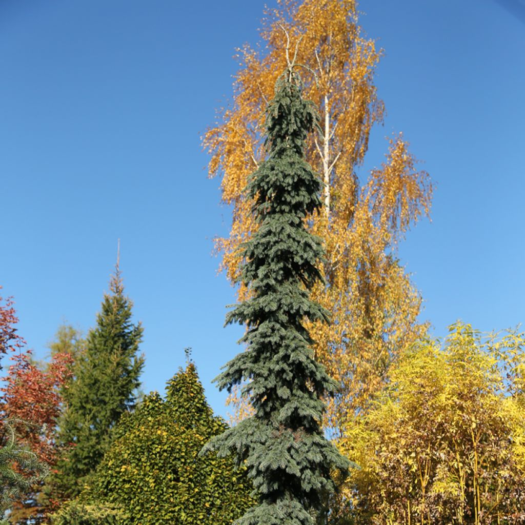 Picea glauca Pendula