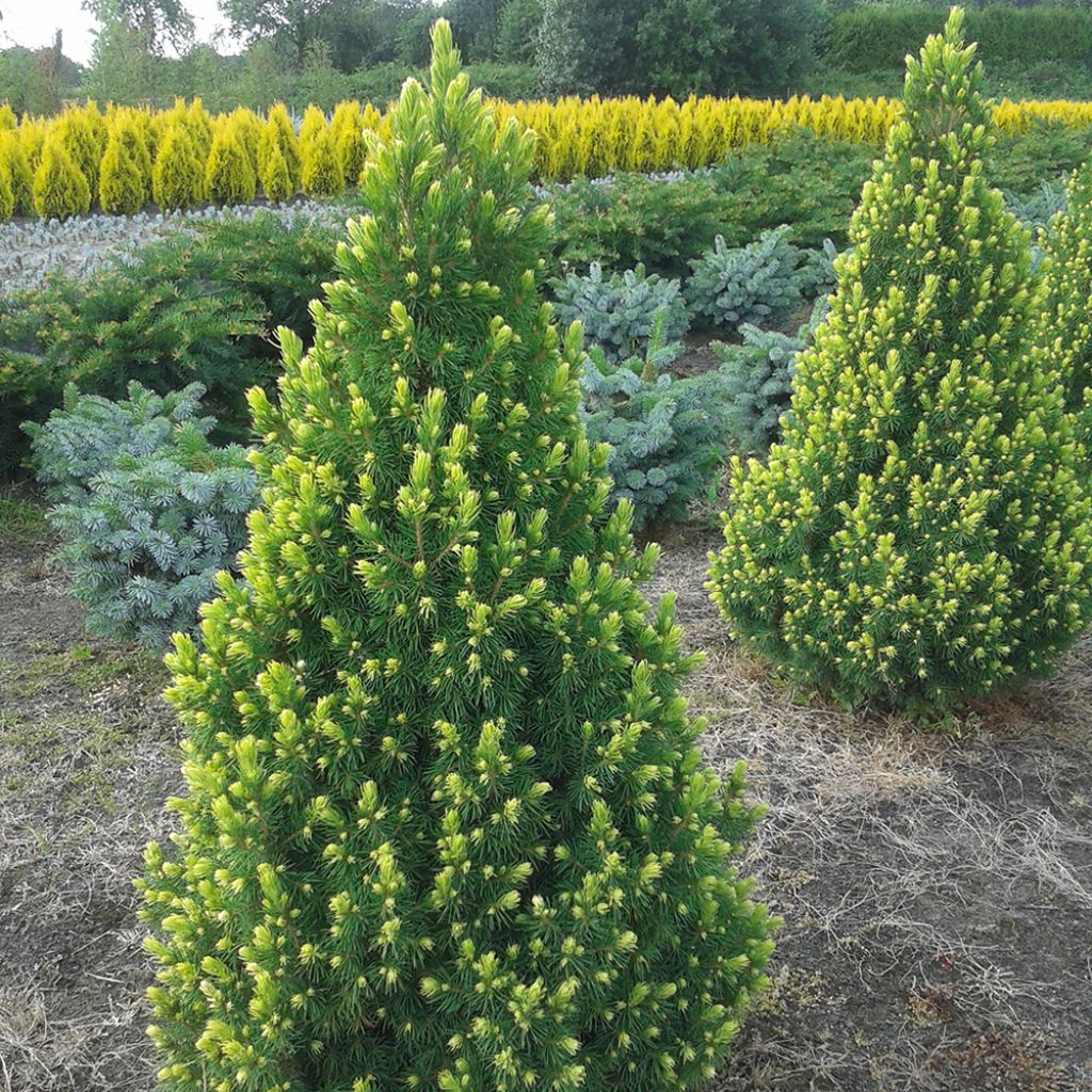 Picea glauca Rainbow's End - Epinette blanche         