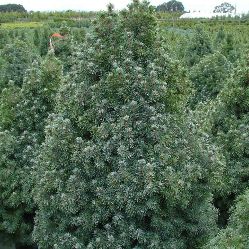 Picea glauca Sander's Blue