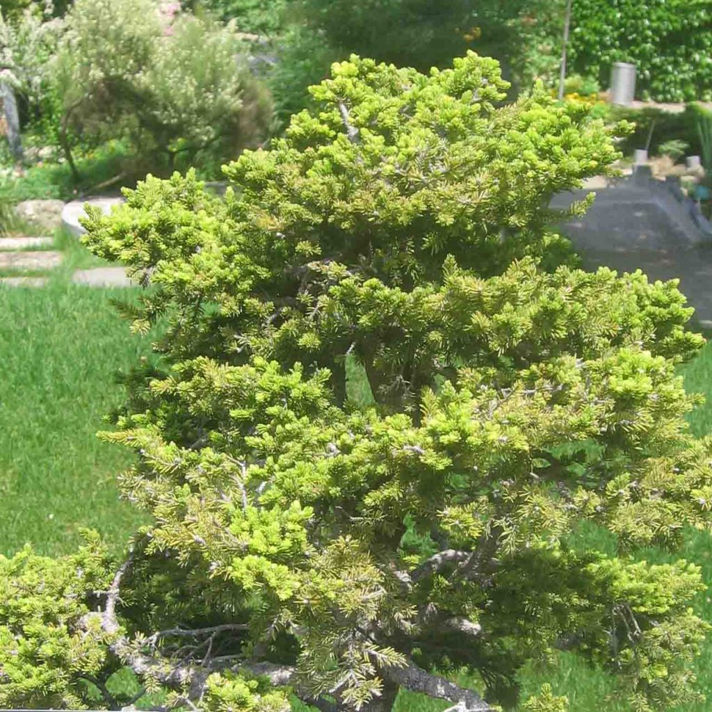 Picea jezoensis var. hondoensis