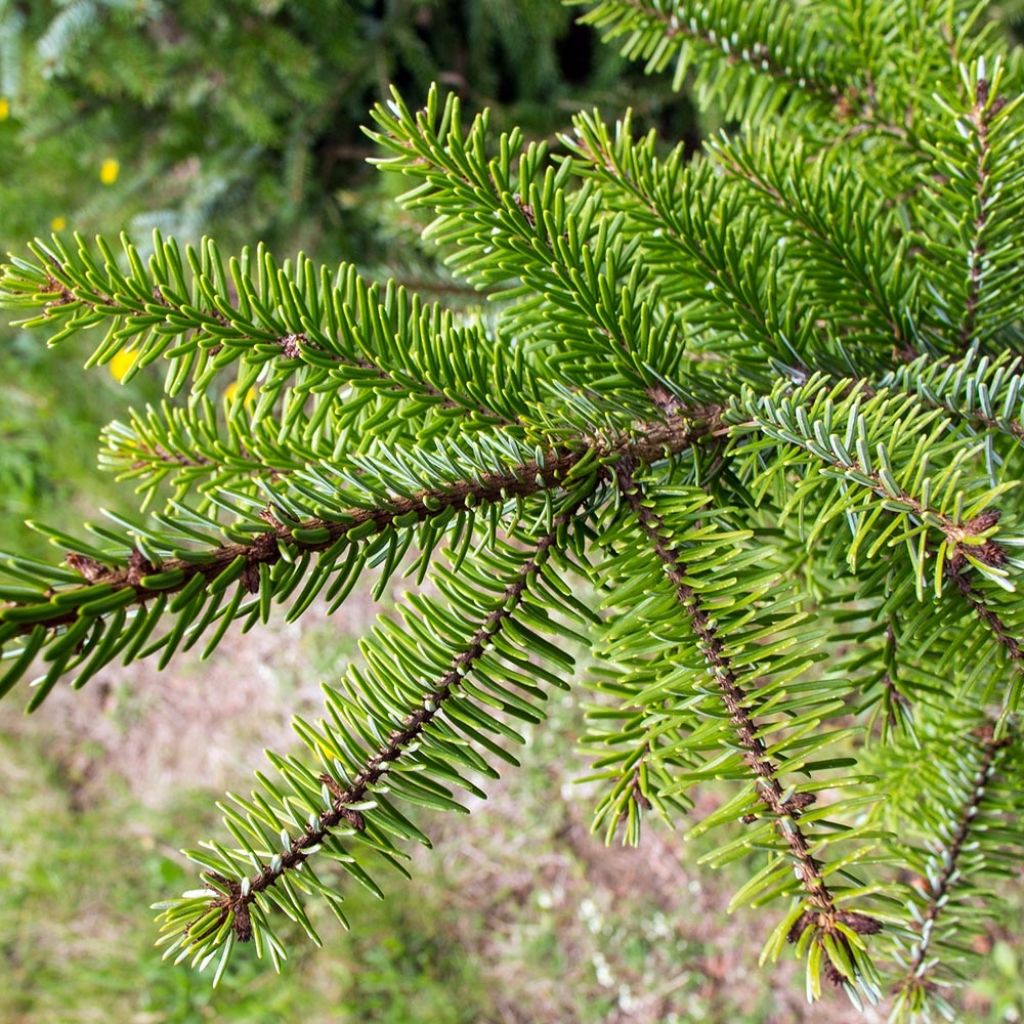 Picea omorika - Épicéa de Serbie