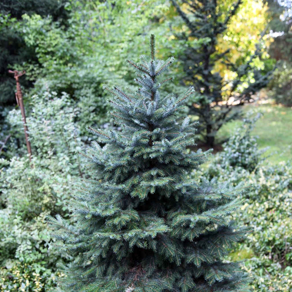 Picea omorika Alexandra