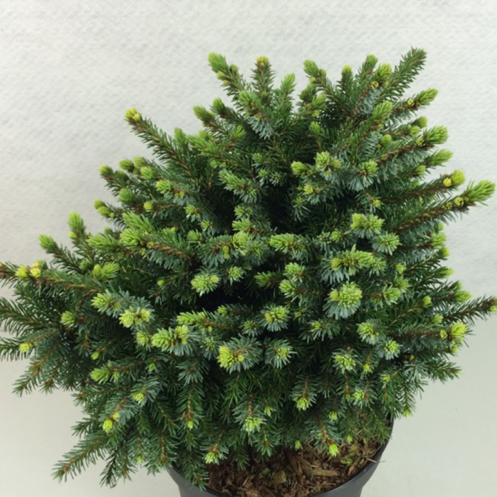 Picea omorika Beskid