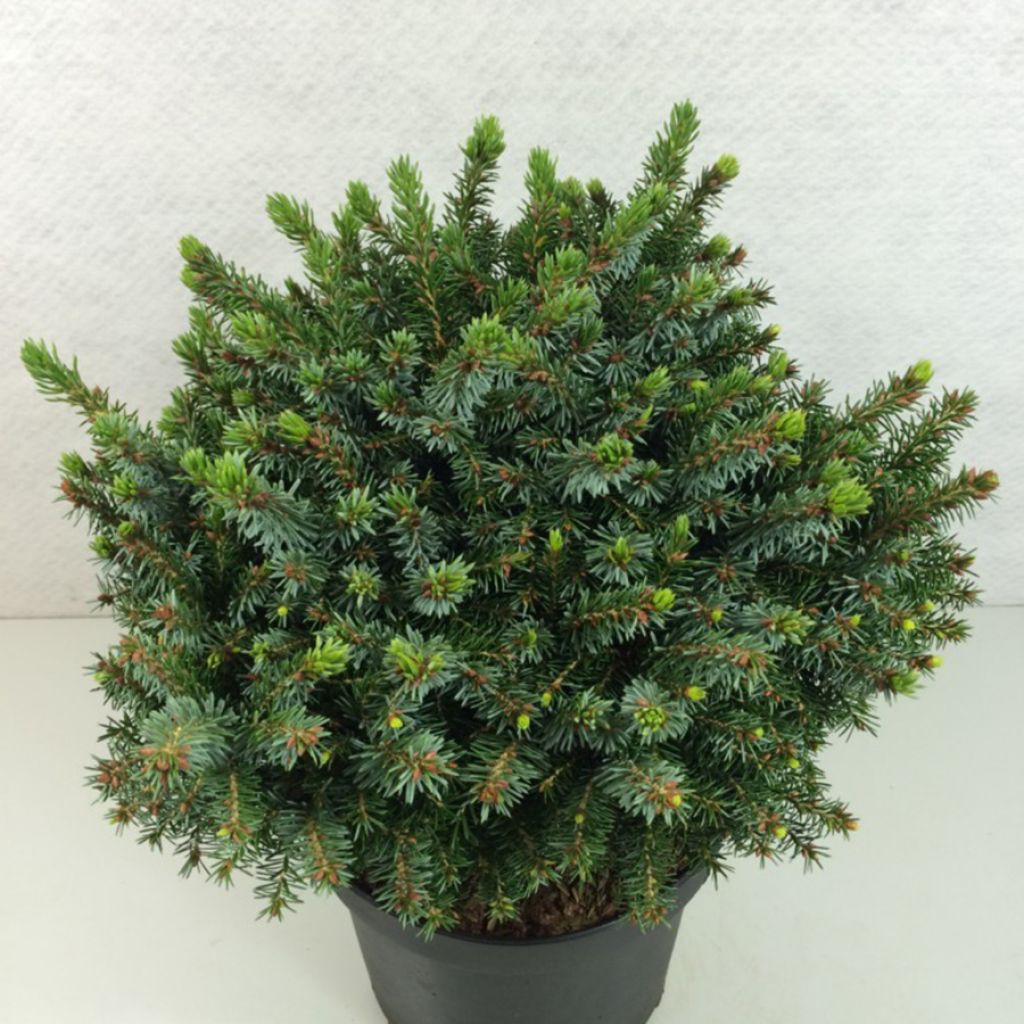 Picea omorika Morava