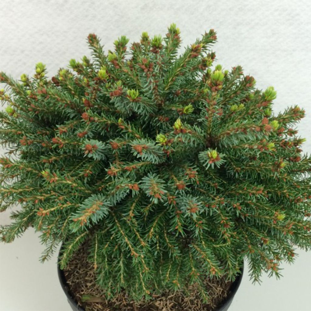 Picea omorika Treblitzsch