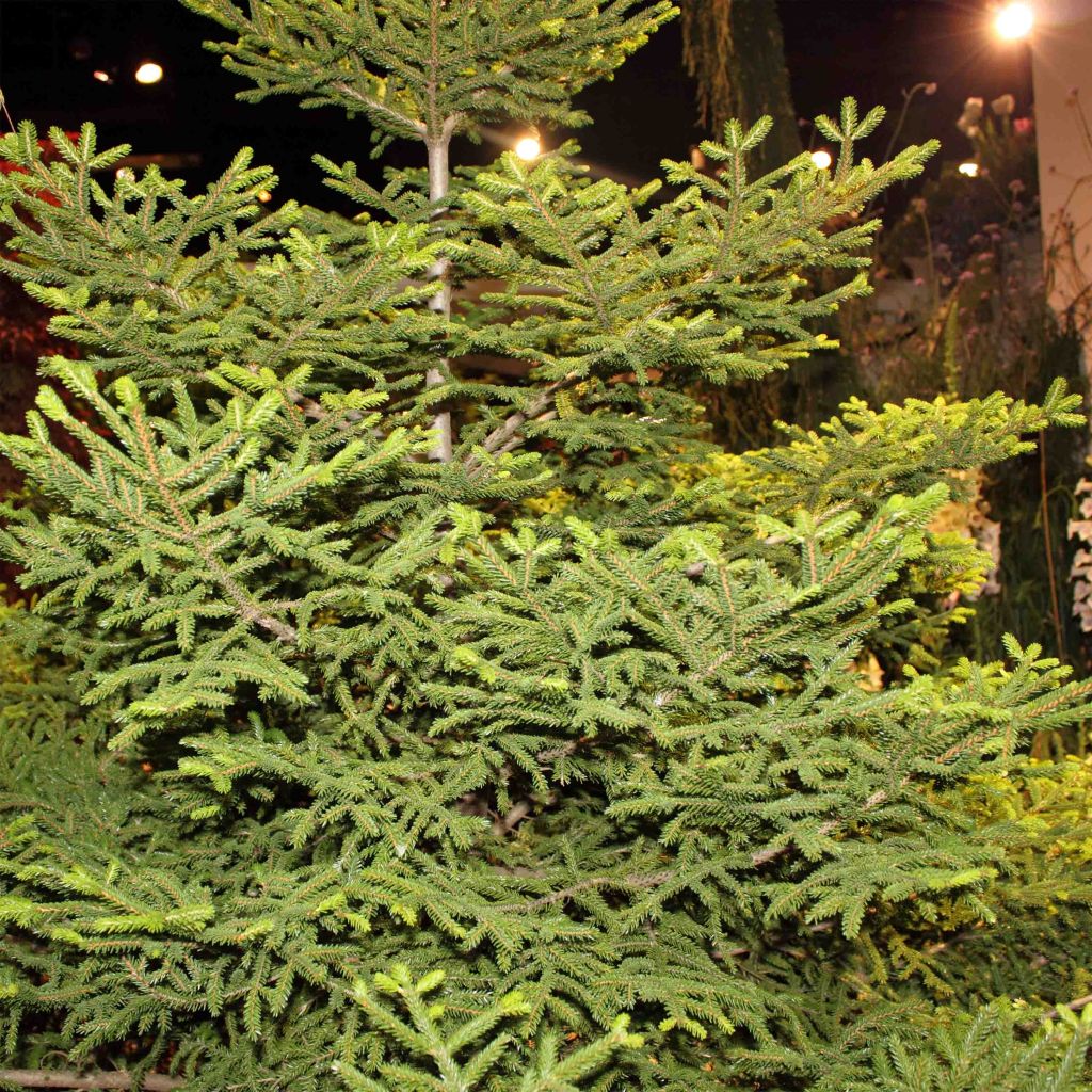 Picea orientalis Gracilis