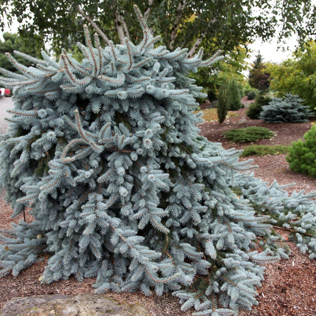 Picea pungens Glauca Pendula