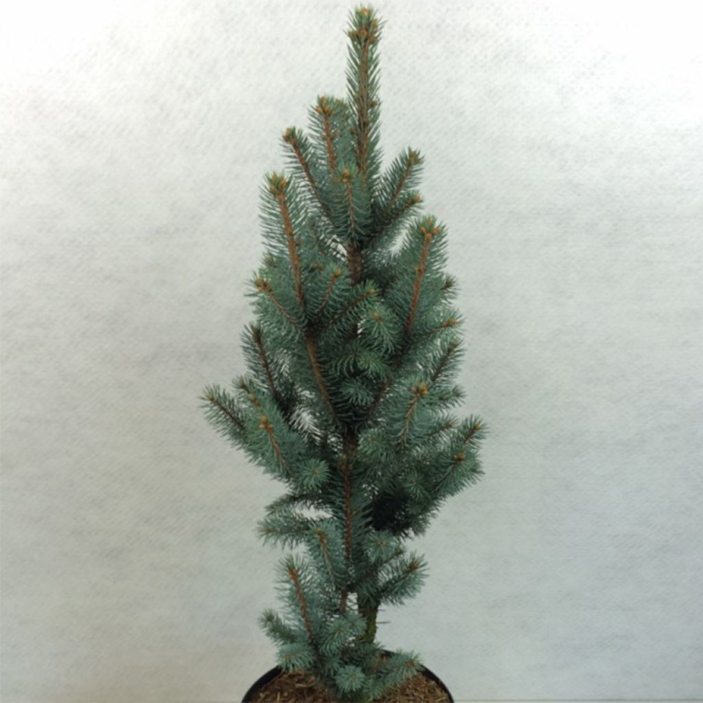 Picea pungens Iseli Fastigiate