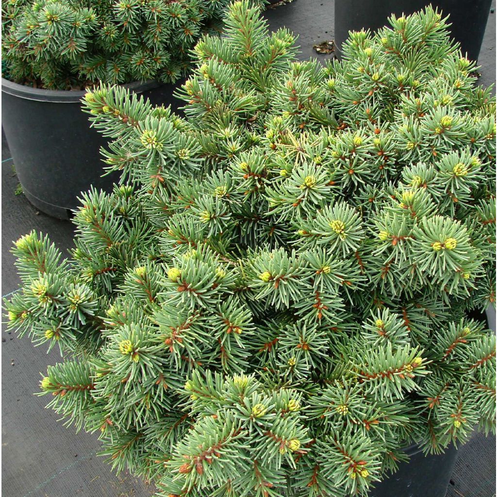 Picea pungens Mrs Cesarini