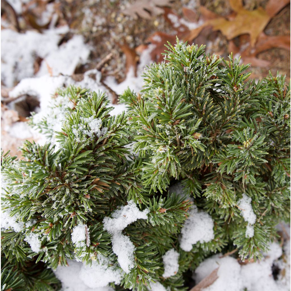 Épicéa bleu - Picea pungens Mrs Cesarini