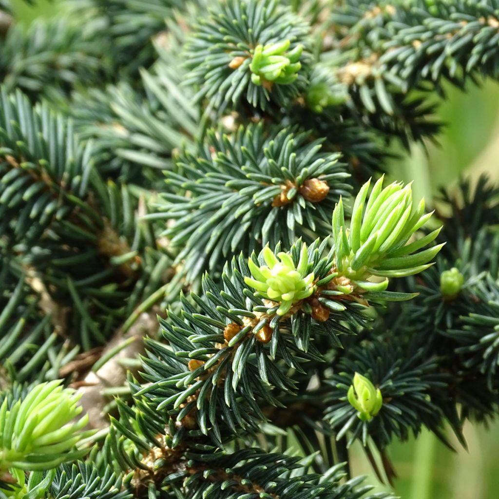 Picea pungens Sonia