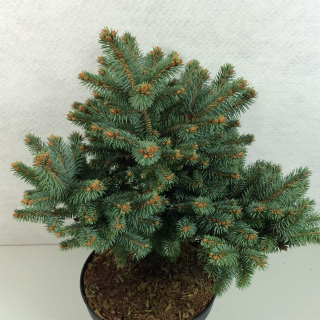 Picea pungens Thuem