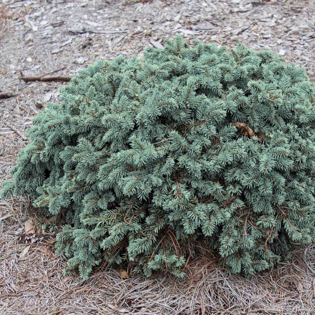 Picea pungens Waldbrunn