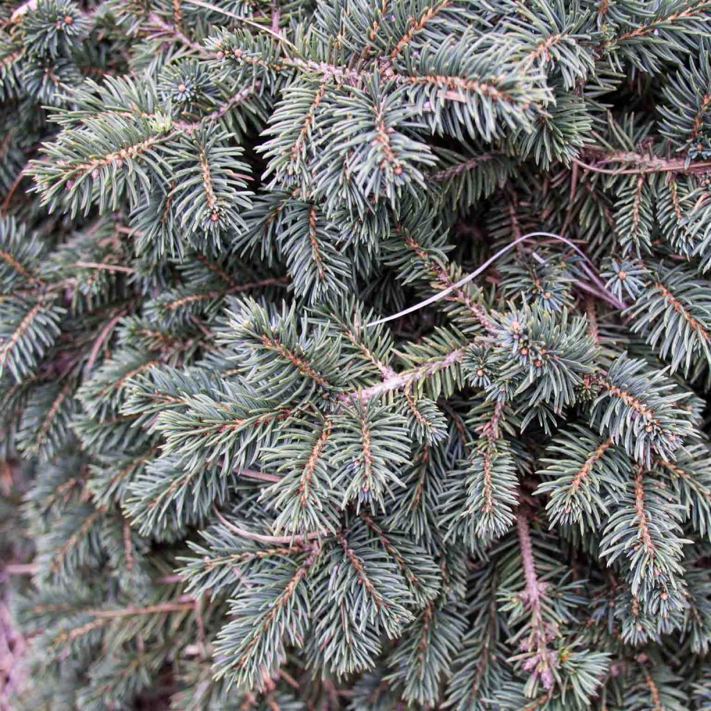 Picea pungens Waldbrunn - Epicea bleu                        