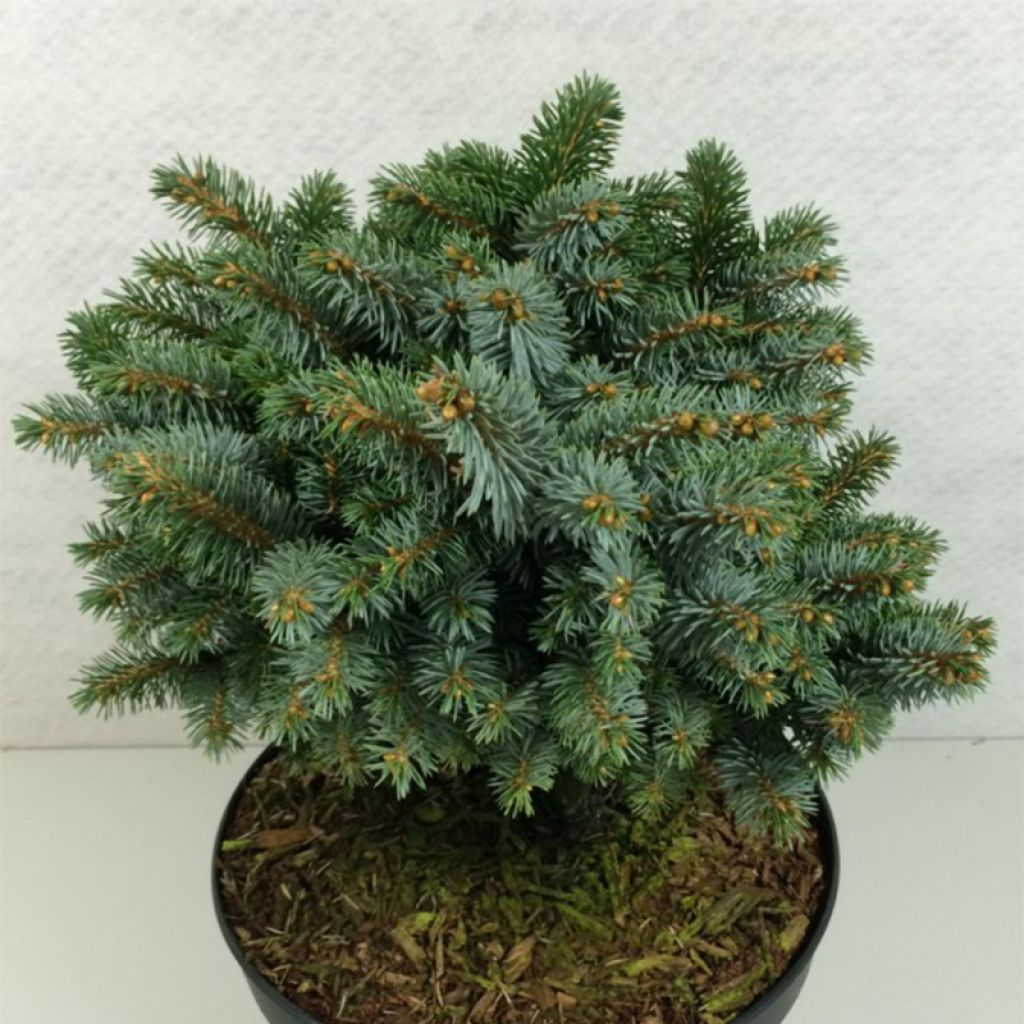 Picea sitchensis Rom