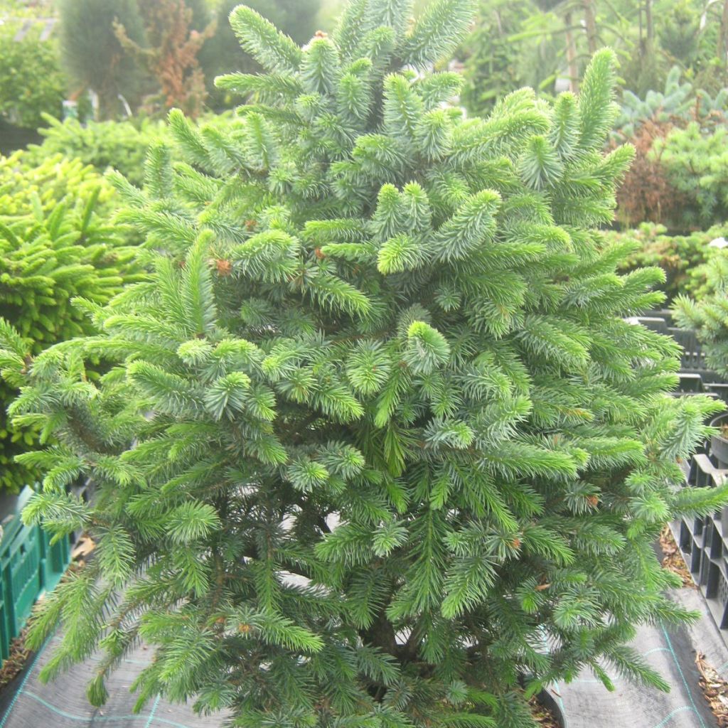 Picea sitchensis Sugarloaf