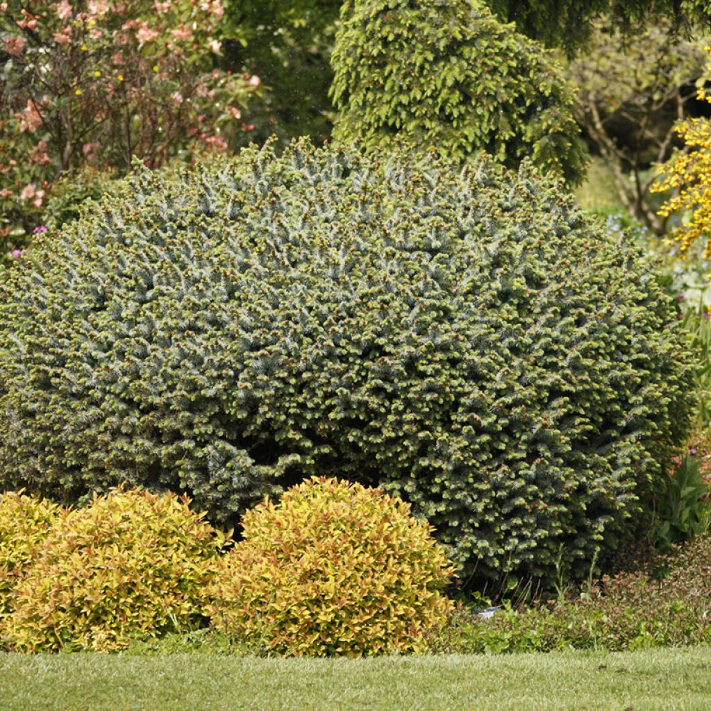 Picea sitchensis Tenas