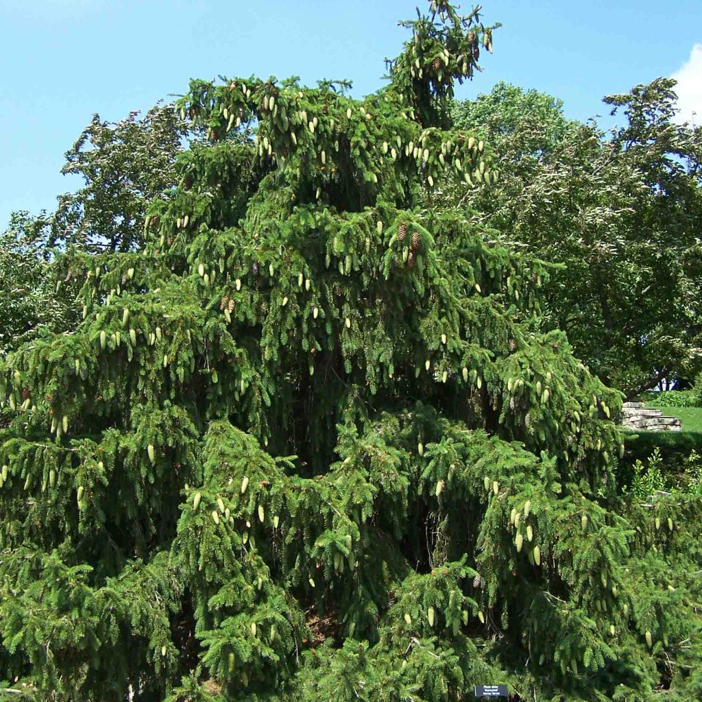 Épicéa commun - Picea abies Acrocona