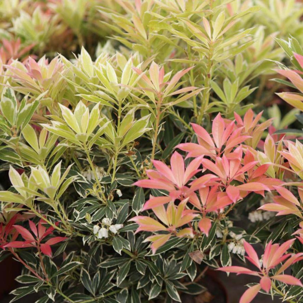 Andromède du Japon - Pieris japonica Flaming Silver