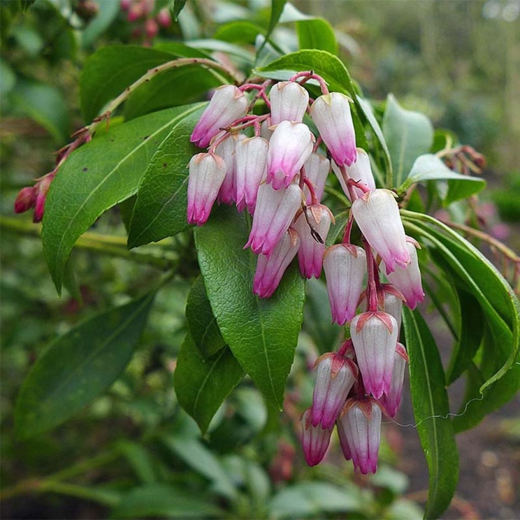 Schattenglöckchen Christmas Cheer - Pieris japonica