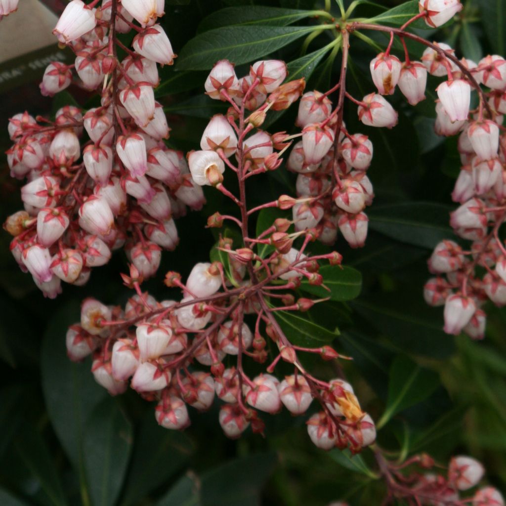 Pieris japonica Katsura - Andromède du Japon Katsura 